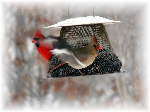 Cardinals Male & Fleeing Female 2.10 Pictures, Images and Photos