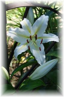 Lily Garden New White Lily 7.10