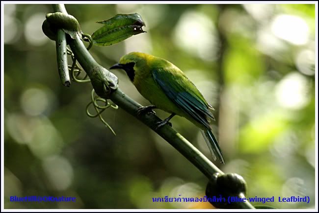 นกเขียวก้านตองปีกสีฟ้า (Blue-winged  Leafbird)