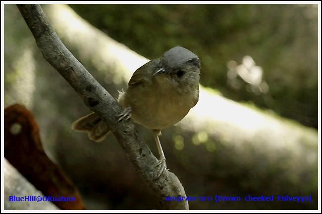 _MG_0078jpeg-1.jpg นกมุ่นรกตาขาว (Brown cheeked Fulveyya) picture by charlee007
