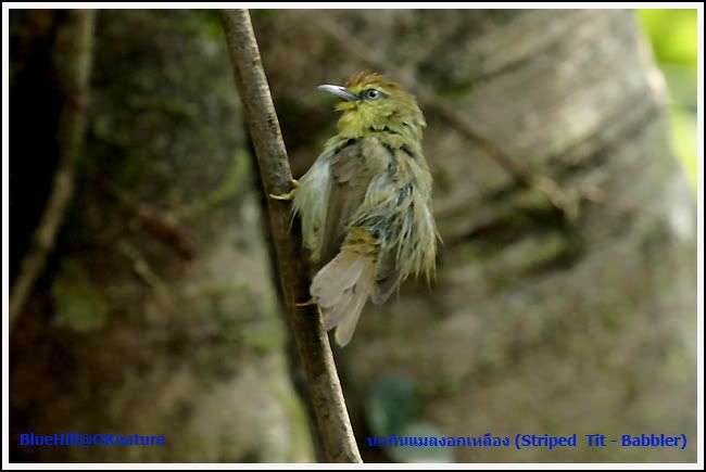 _MG_0079.jpg นกกินแมลงอกเหลือง (Striped Tit - Babbler) picture by charlee007