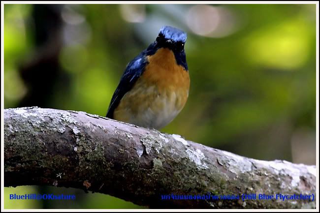 นกจับแมลงคอน้ำตาลแดง (Hill Blue Flycatcher)