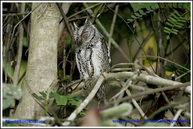 นกเค้าหูยาวเล็ก  (Oriental Scops-Owl)