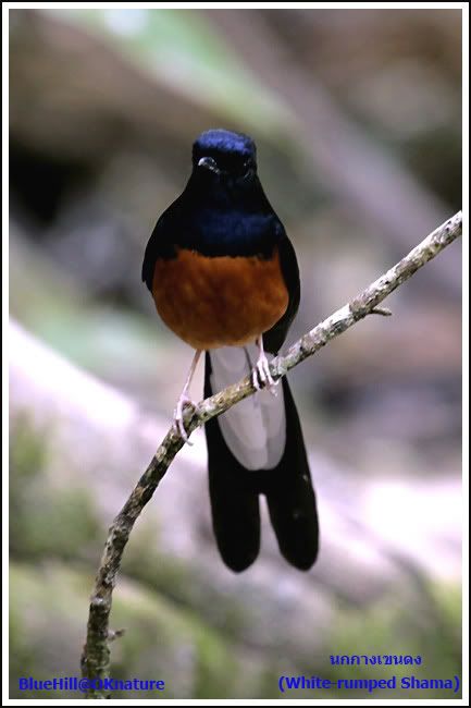 _MG_0147.jpg นกกางเขนดง (White-rumped Shama) picture by charlee007