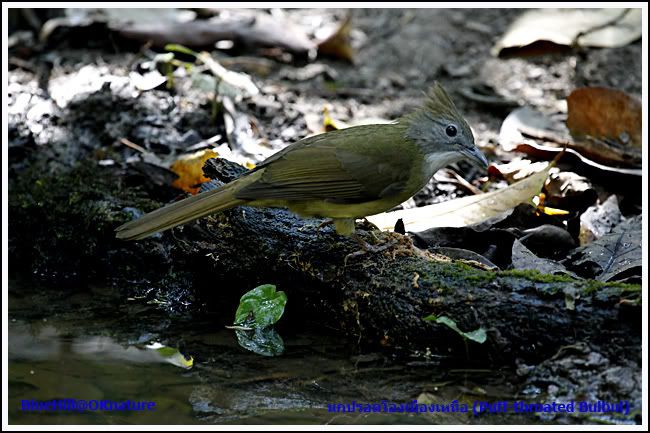_MG_0193.jpg นกปรอดโอ่งเมืองเหนือ (Puff-throated Bulbul) picture by charlee007