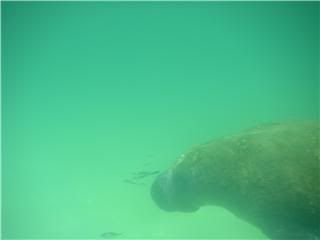 manatee.jpg