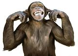 ChimpNoEvil.jpg hearnoevil image by cochetaman