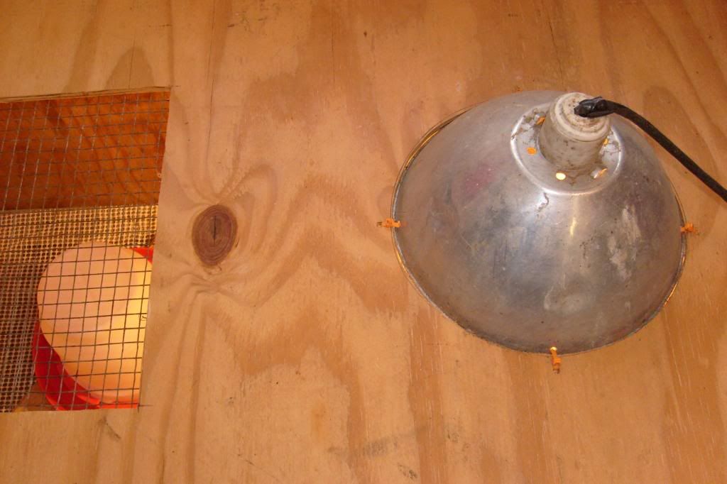 Plant light instead of heat lamp? BackYard Chickens Learn How to