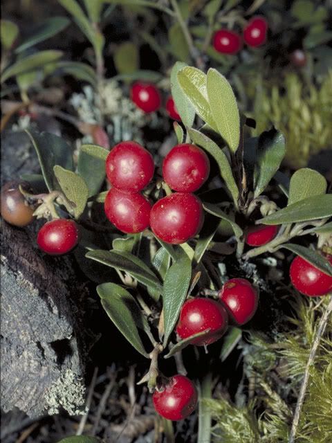 bearberry