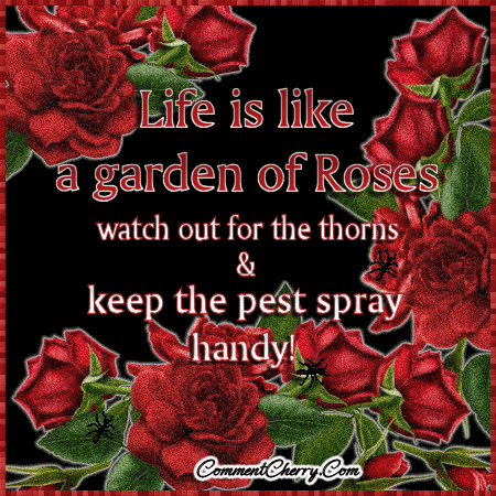 052508PattyRoses40.gif