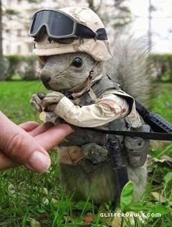 http://i243.photobucket.com/albums/ff240/commentcherry/cherrytap/pictures/cute_animals/images/military-squirrelcopy.jpg?t=1239817067