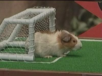 soccer guinea