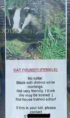 catfound.jpg