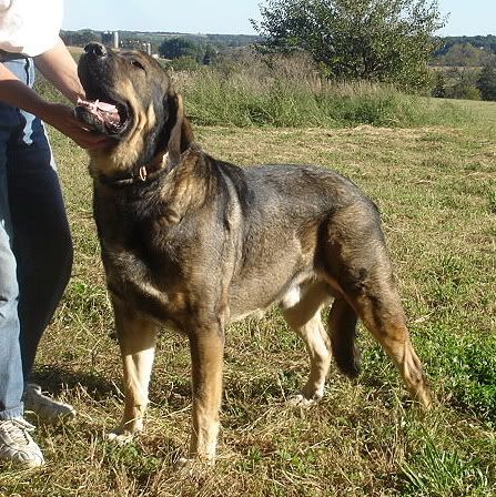 best LG for Cougars - Goats