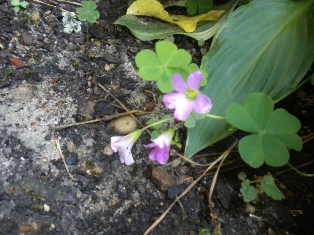 purple weed plant