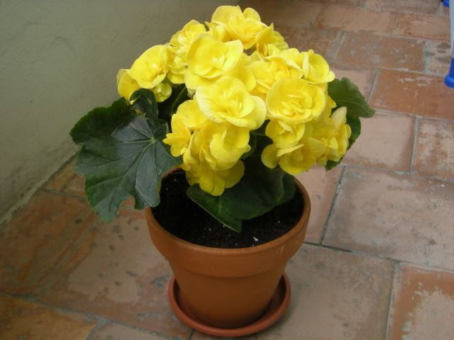 Immagine0190007-2.jpg