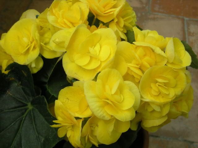 Immagine0210008-1.jpg