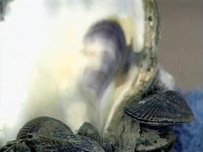 jesus oyster shell?t1237440160