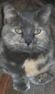 Dallas the Cat