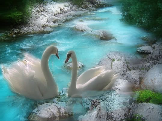 swans photo:  SwanCyan.jpg