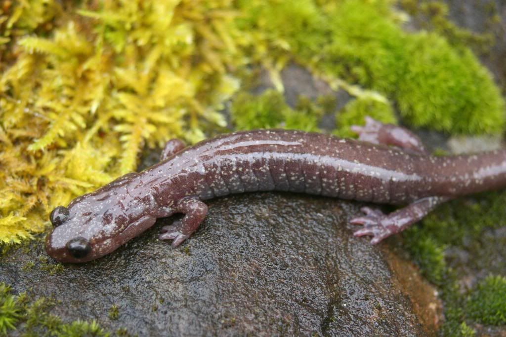 Pacific Giant Salamanders - Dendroboard