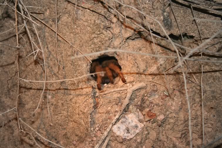 Aphonopelma Schmidti