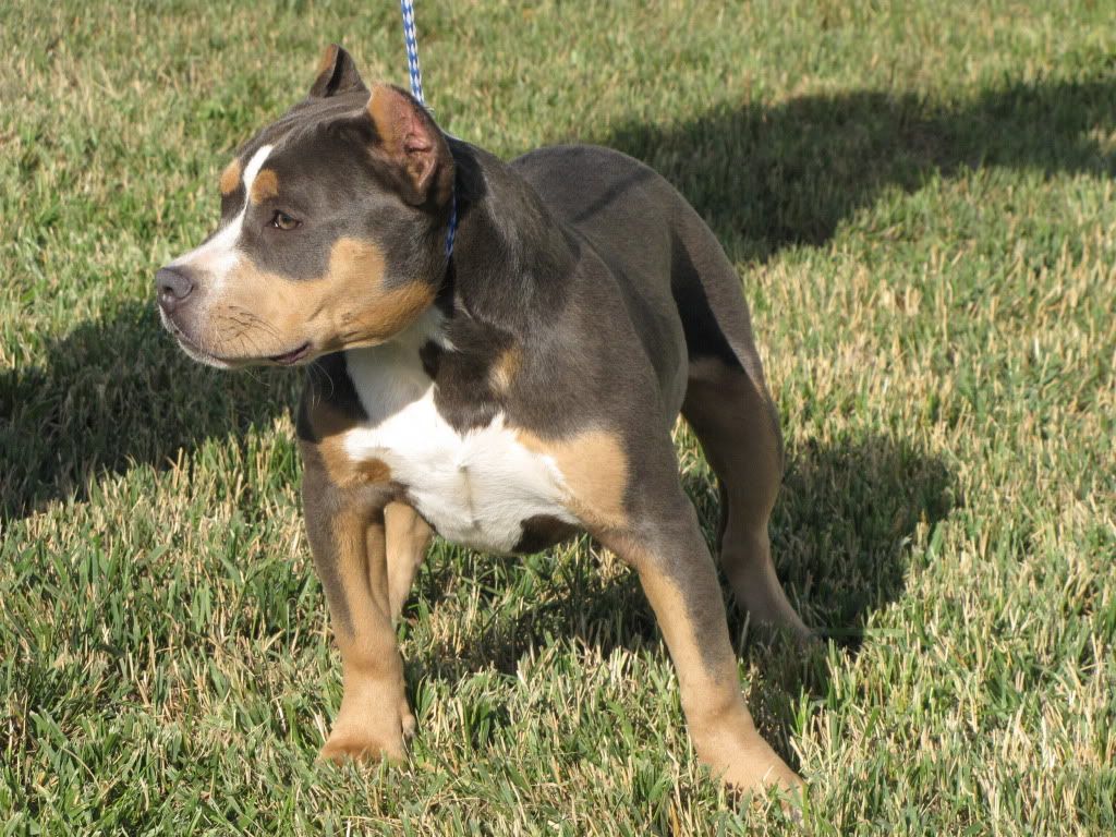 BigRiverBullies118.jpg