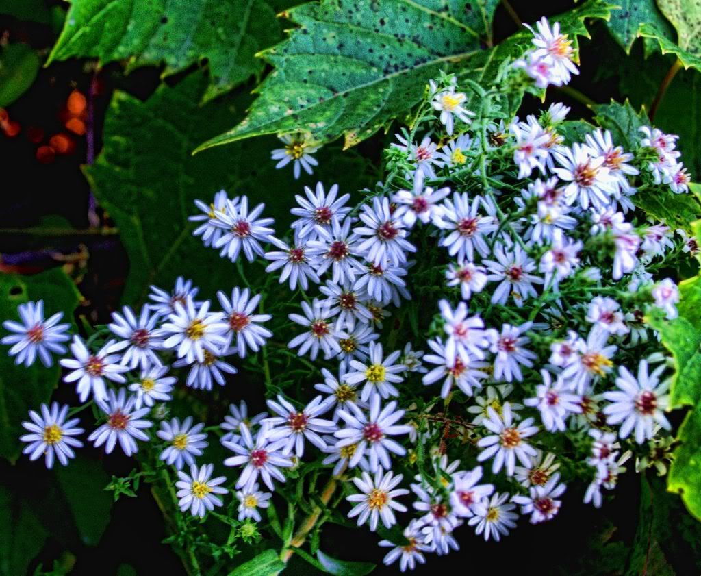 Moreweeds1400.jpg