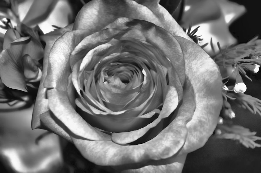 birthdayroseblknwht900.jpg