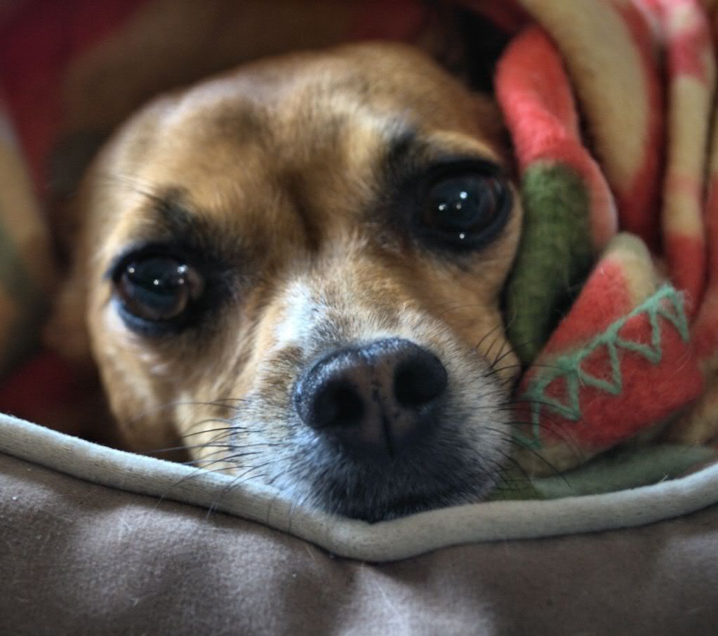 cookie1400.jpg