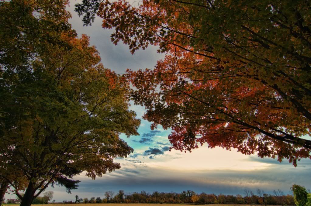 drivewaytrees1400.jpg