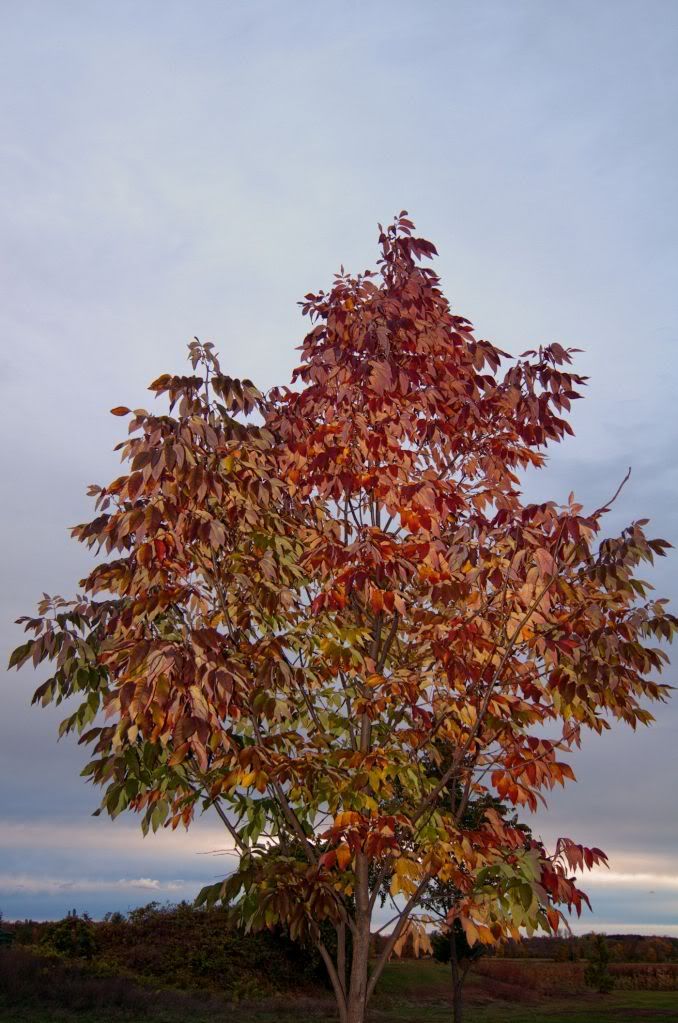 flashtree1400.jpg
