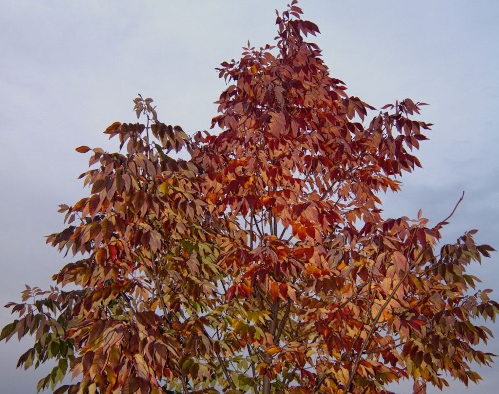 flashtree1400cropped.jpg