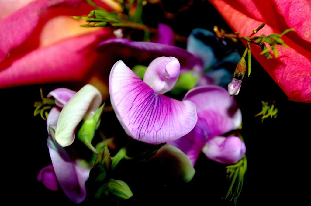 foxglove.jpg