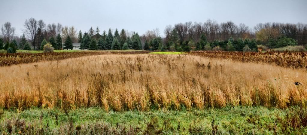 habitat1400-Copy.jpg