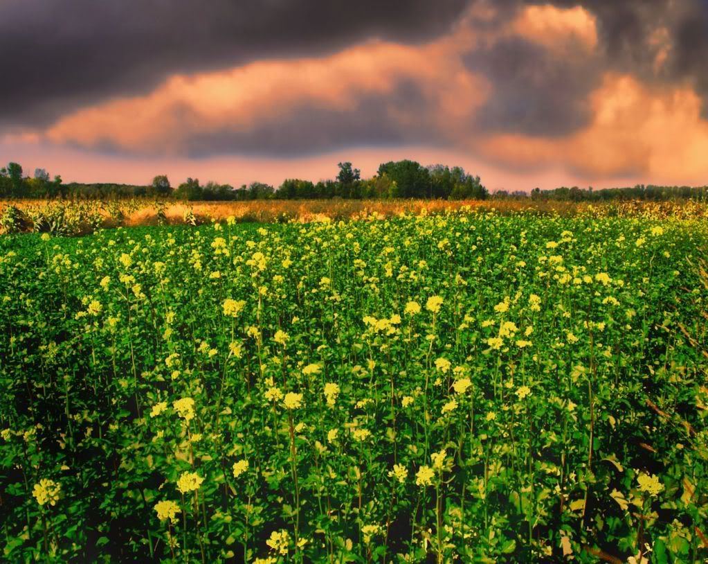 mustardfield1400.jpg
