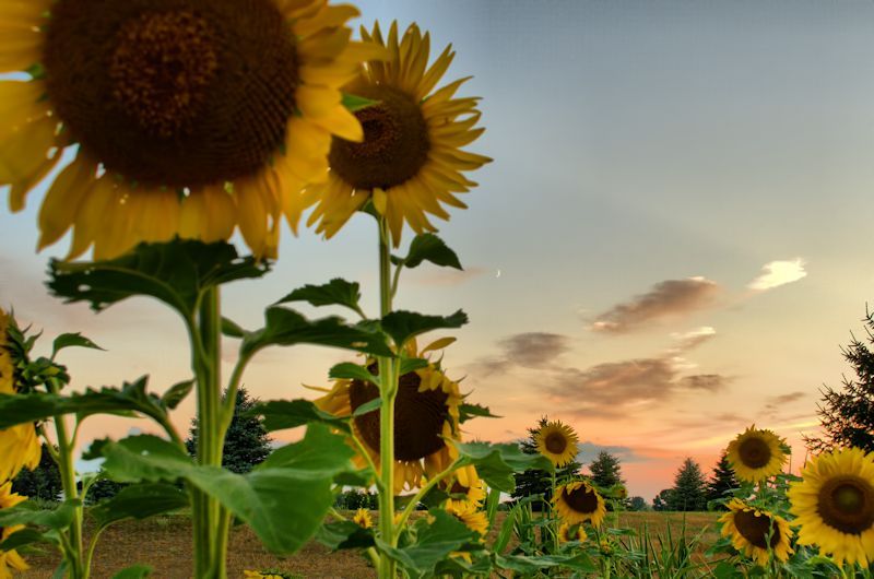 sunflowers2800.jpg