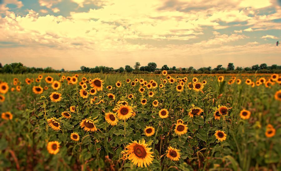 sunflowersdofsunset900.jpg