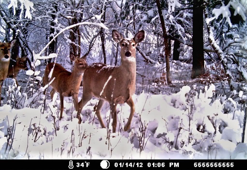 trailcamdeerfinalwithdate.jpg