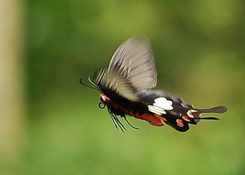 紅珠鳳蝶