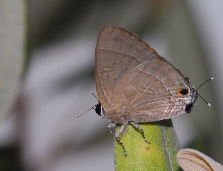 燕灰蝶(側面)(Rapala manea)
