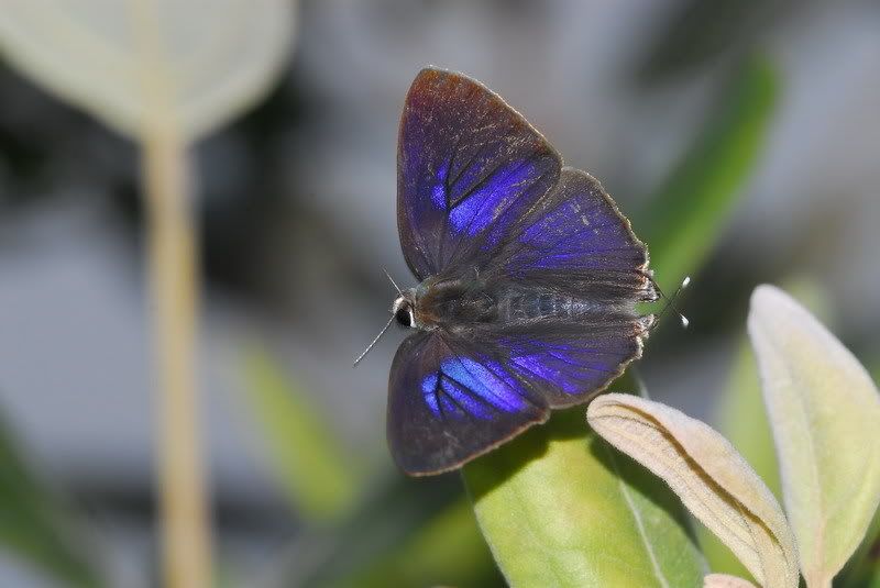 燕灰蝶(側面)(Rapala manea)