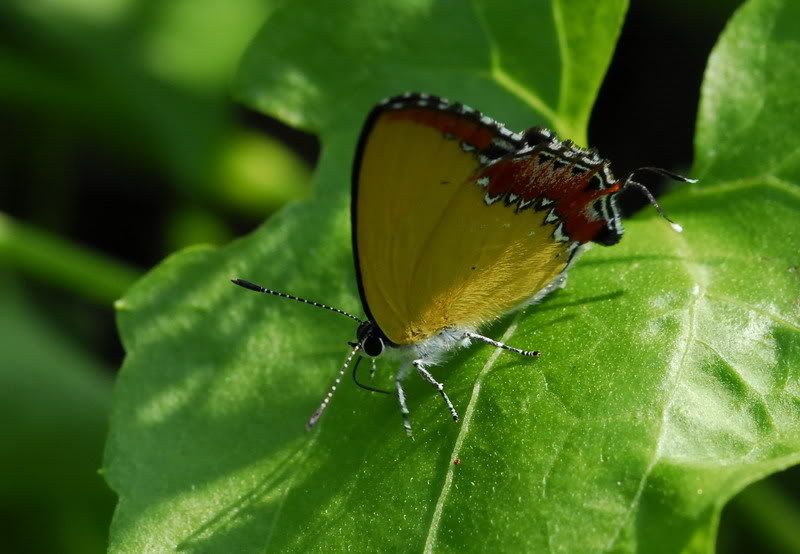 斜斑彩灰蝶(Heliophorous epicles)