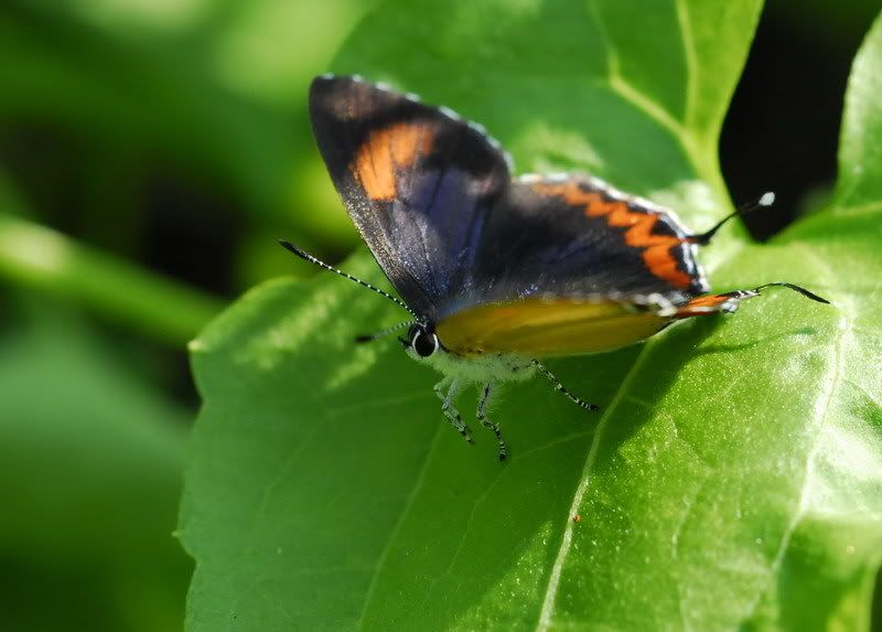 斜斑彩灰蝶(Heliophorous epicles)