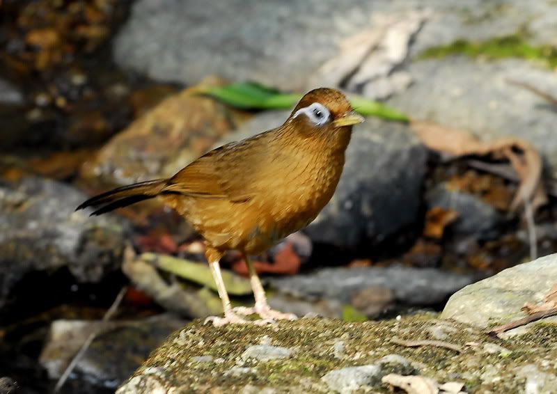 溪上的鳥兒