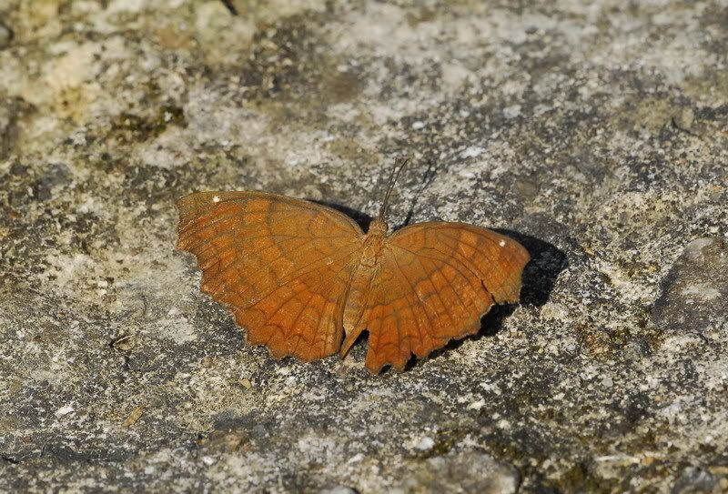 波蛺蝶(Ariadne ariadne)