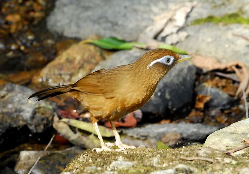溪上的鳥兒