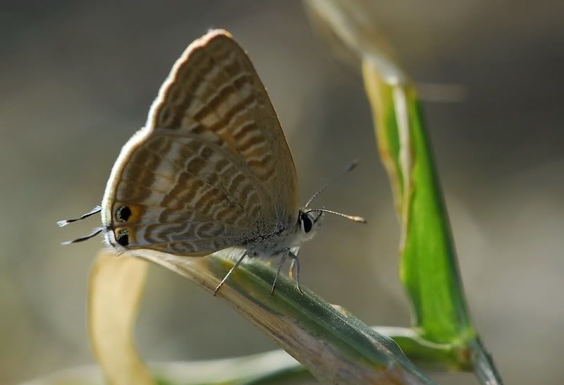 亮灰蝶(Lempides boeticus)