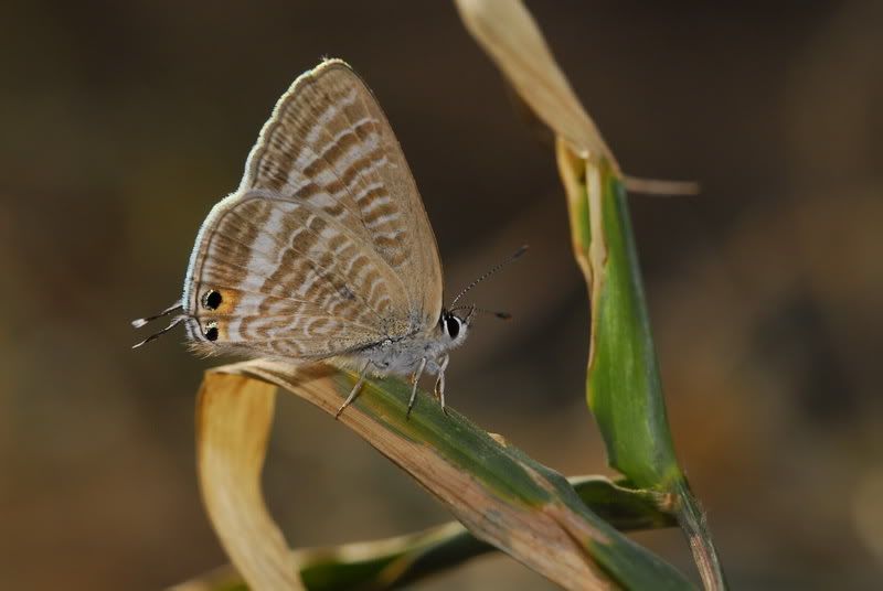 亮灰蝶(Lempides boeticus)