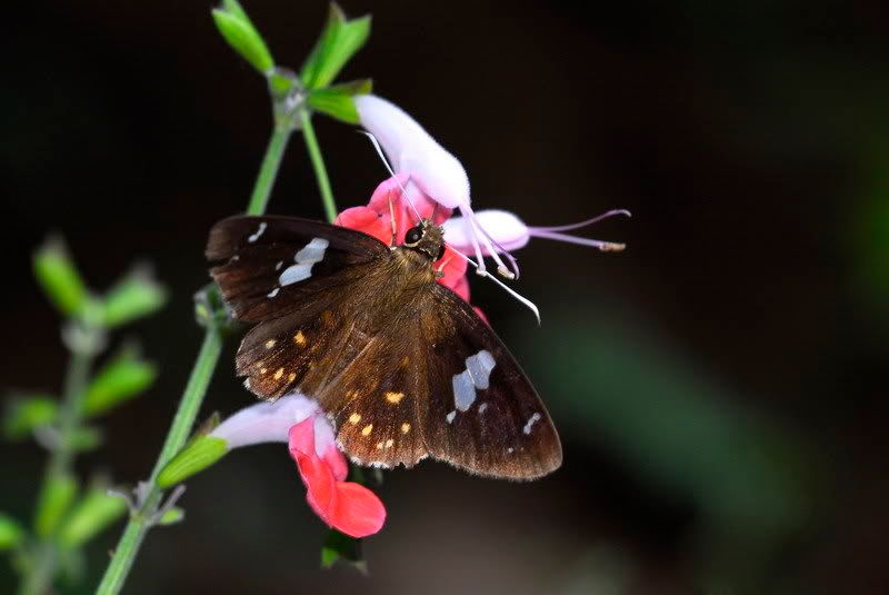 白觸星弄蝶(Celaenorrhinus leucocera)